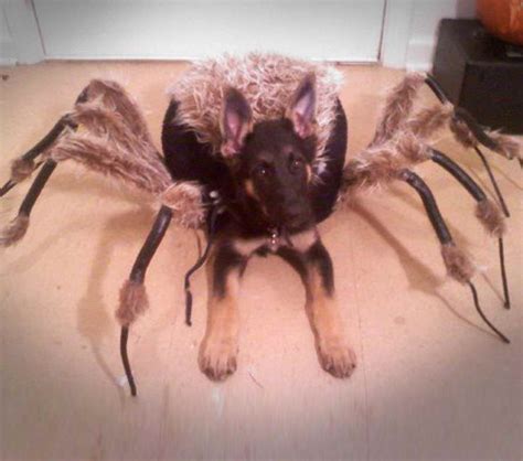 dog spider costume|german shepherd spider costume.